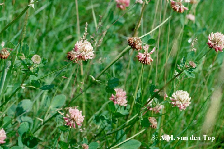 NIEUW Quiz Giftige planten voor paarden | ANIVADO